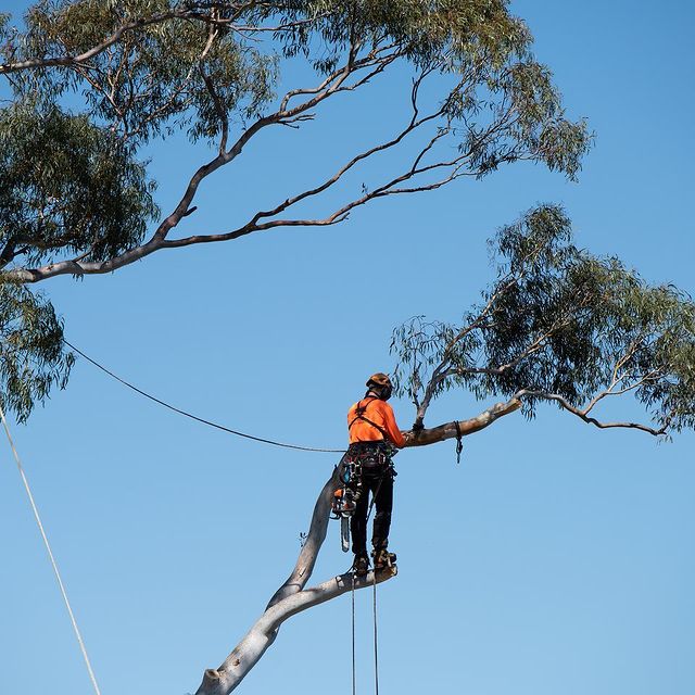 Tree Removal Eastern Suburbs