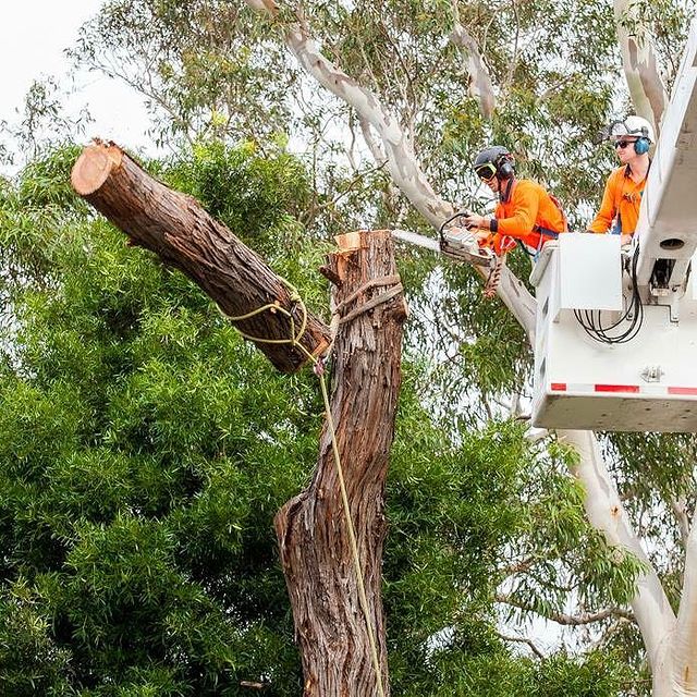 Stump Removal Inner West