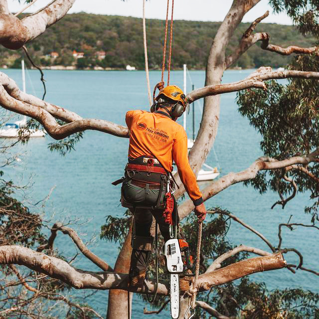 Tree Lopper Inner West