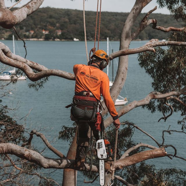 Inner West Tree Surgeon