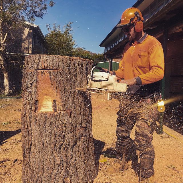 tree felling st george