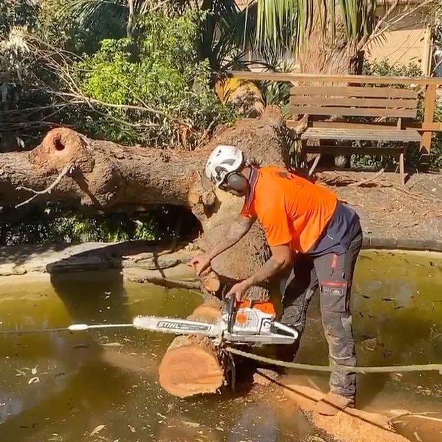 st george tree removal