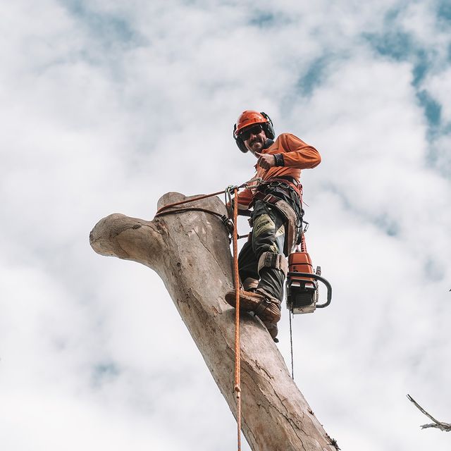 tree pruning st george
