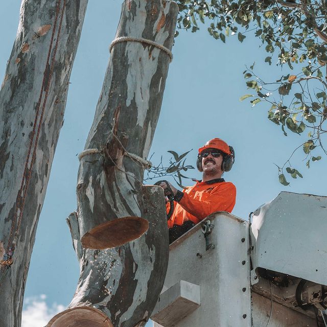 tree surgeon st george