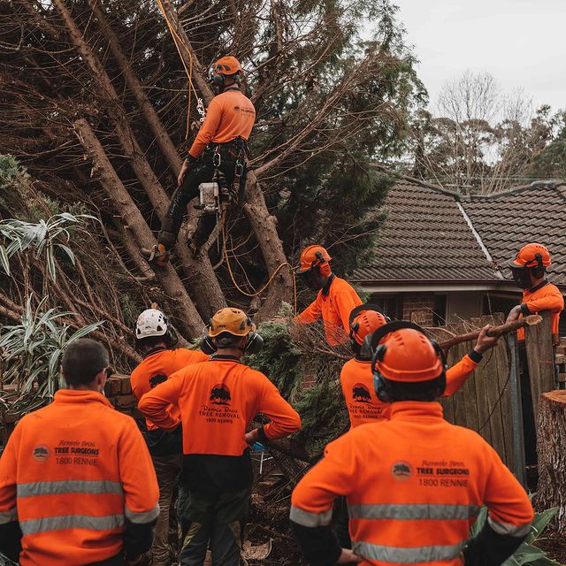 st george tree surgeon