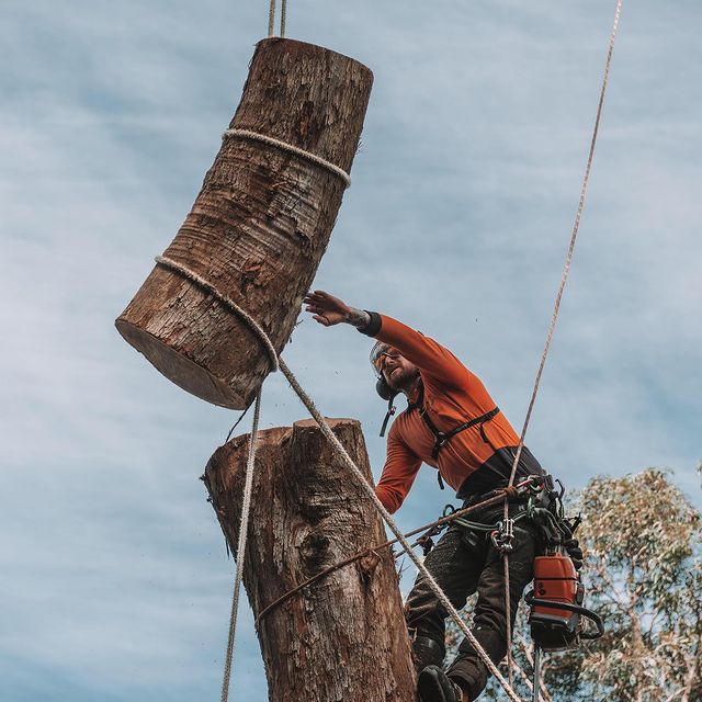 Tree Doctor Sydney