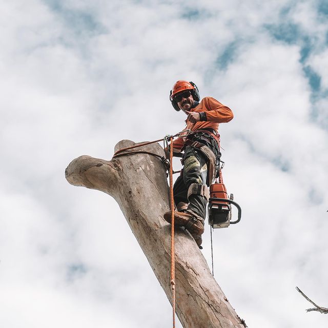 Tree Pruning Sydney