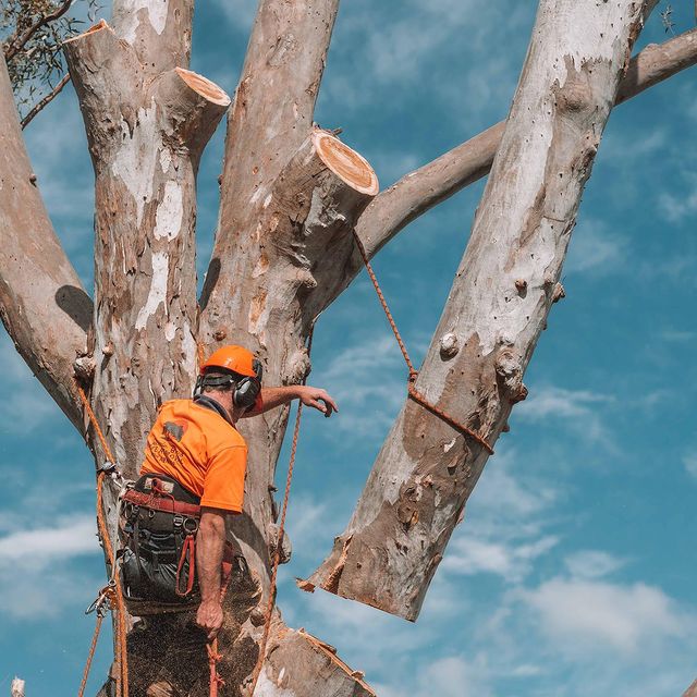 Sydney Tree Felling
