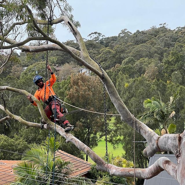 Tree Trimming Services Sydney