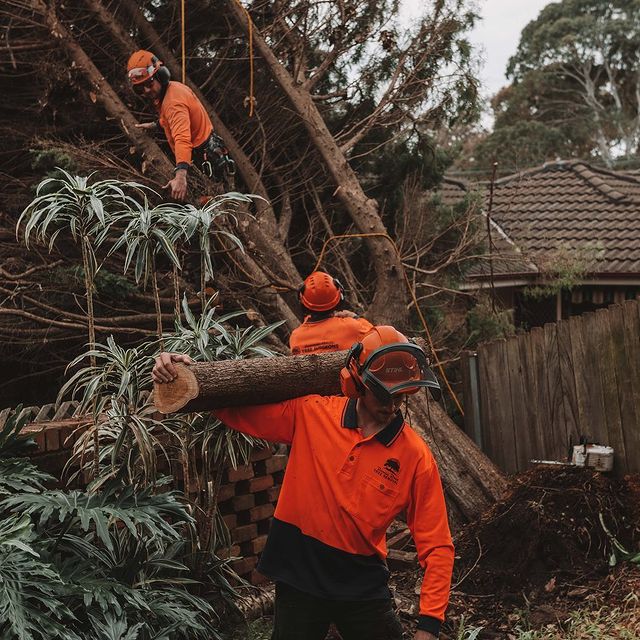 Tree Services Sydney